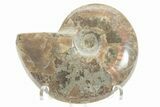 Polished Cretaceous Ammonite (Cleoniceras) Fossil - Madagascar #216111-1